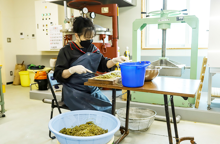 フキの繊維の配合作業の様子